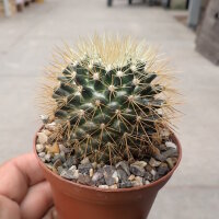 Mammillaria flavescens v. nivosa
