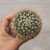 Mammillaria flavescens v. nivosa
