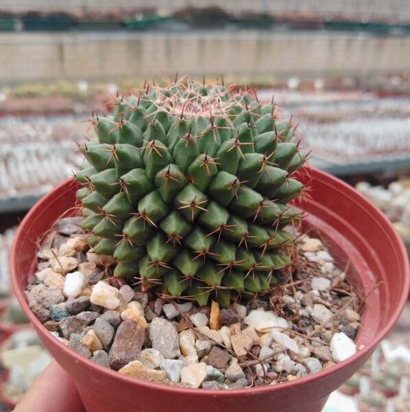 Mammillaria formosa Doctor Arroyo Municipality, N.L., Mx