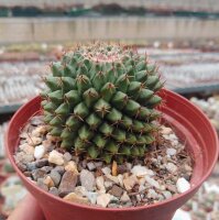 Mammillaria formosa Doctor Arroyo Municipality, N.L., Mx