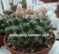 Mammillaria formosa Doctor Arroyo Municipality, N.L., Mx
