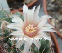 Mammillaria formosa Doctor Arroyo Municipality, N.L., Mx