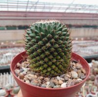 Mammillaria formosa Doctor Arroyo Municipality, N.L., Mx