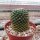 Mammillaria formosa Doctor Arroyo Municipality, N.L., Mx