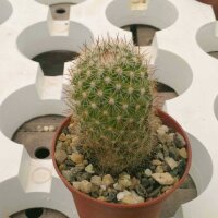 Mammillaria fraileana Isla Espiritu Santo