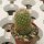 Mammillaria fraileana Isla Espiritu Santo