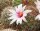 Mammillaria fraileana Pichilingue