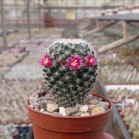 Mammillaria fuauxiana