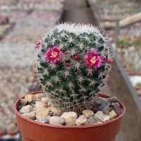 Mammillaria fuauxiana