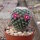 Mammillaria fuauxiana