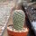 Mammillaria fuauxiana