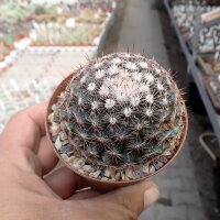 Mammillaria gaumeri