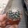 Mammillaria gaumeri
