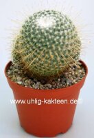 Mammillaria geminispina