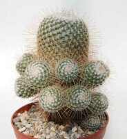 Mammillaria geminispina