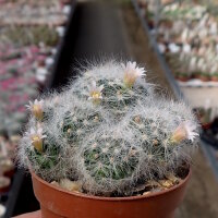 Mammillaria glassii