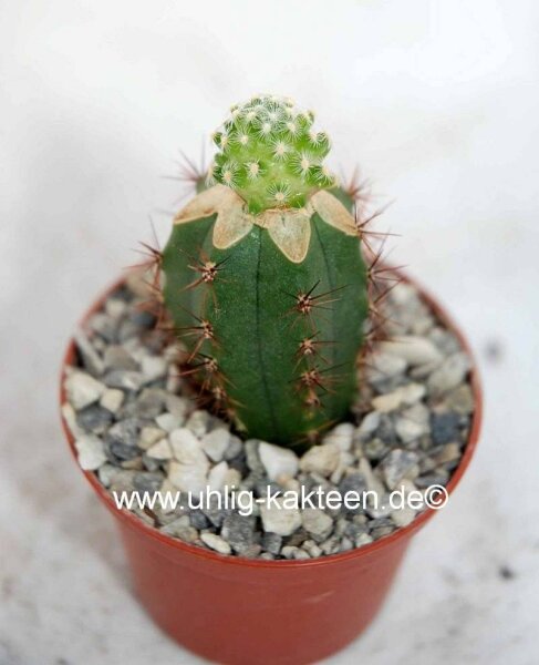 Mammillaria saboae ssp. goldii gepfr.