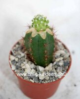 Mammillaria saboae ssp. goldii gepfr.