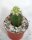 Mammillaria saboae ssp. goldii gepfr.