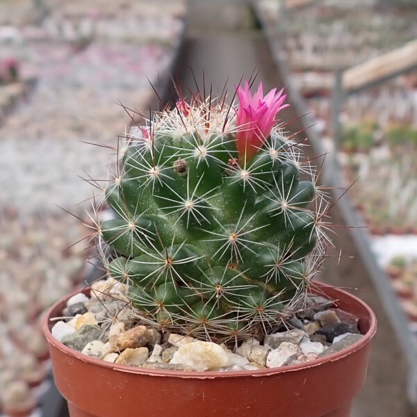 Mammillaria gracilis-Hybr. Antje