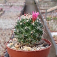 Mammillaria gracilis-Hybr. Antje
