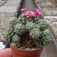 Mammillaria gracilis-Hybr. Antje