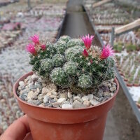 Mammillaria gracilis-Hybr. Antje
