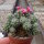 Mammillaria gracilis-Hybr. Antje