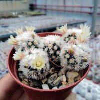 Mammillaria gracilis-Hybr. Buenavista