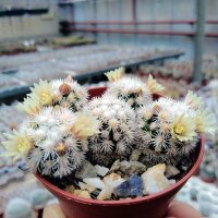 Mammillaria gracilis-Hybr. Buenavista
