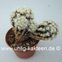 Mammillaria gracilis-Hybr. Buenavista