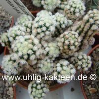 Mammillaria gracilis-Hybr. Buenavista