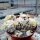 Mammillaria gracilis-Hybr. Buenavista