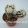Mammillaria gracilis-Hybr. Buenavista