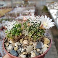 Mammillaria gracilis-Hybr. Oli