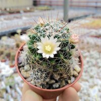Mammillaria gracilis-Hybr. Oli