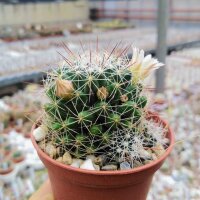 Mammillaria gracilis-Hybr. Oli