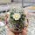 Mammillaria gracilis-Hybr. Oli