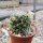 Mammillaria gracilis-Hybr. Oli