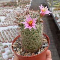 Mammillaria grahamii L 701