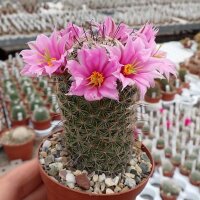 Mammillaria grahamii L 701