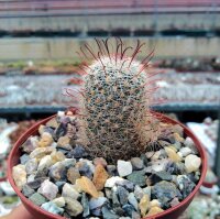 Mammillaria grahamii L 701