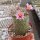 Mammillaria grahamii L 701