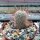 Mammillaria grahamii L 701