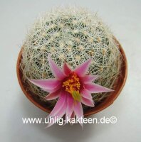 Mammillaria grahamii v. oliviae