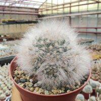Mammillaria guelzowiana