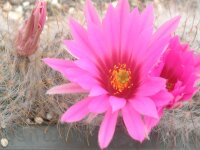 Mammillaria guelzowiana v. globosa