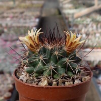 Mammillaria gummifera Rep. 1253