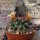 Mammillaria gummifera Rep. 1253