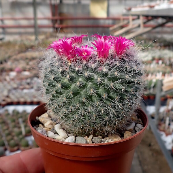Mammillaria hahniana